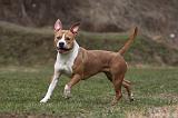 AMSTAFF ADULT 315
